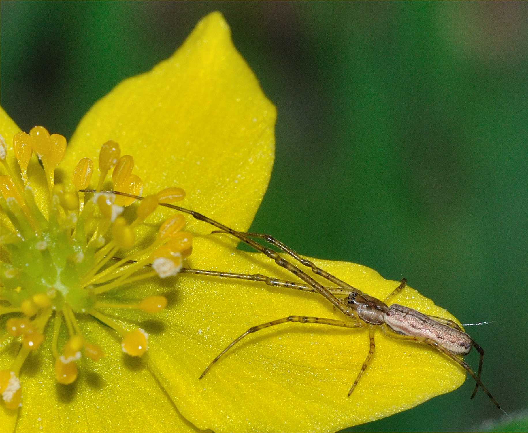 Tetragnatha sp.